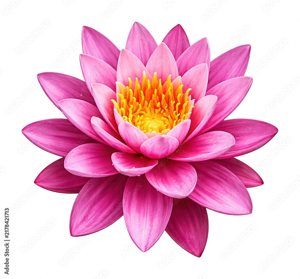 Obraz premium PNG Vibrant pink lotus flower with yellow center.