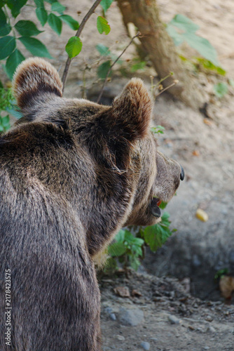 Obraz na plátne Brown bear stands in forested area, alert and watchful