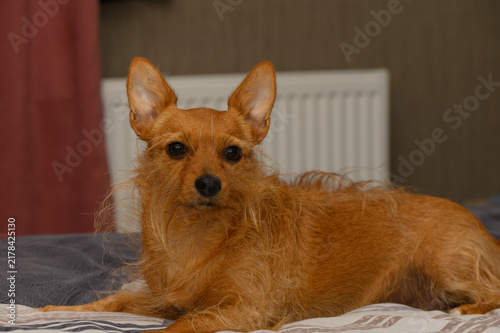 Obraz na plátně Serene ginger terrier lounging on a bed with sharp focus and pointy ears