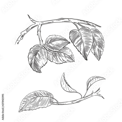 Branches of a fruit tree with leaves, hand-drawn in ink. Vector illustrations for decoration, packaging design, invitations and coloring books. Vector illustration.