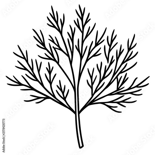 Dill line art vector