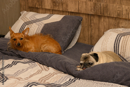 Fotografie Scruffy terrier and sleepy pug relaxing together on a cozy home bed