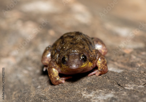 Mottled Shovel-nosed Frog (Hemisus marmoratus), also known as the marbled snout-burrower, on a Rock in KwaZulu-Natal, South Africa