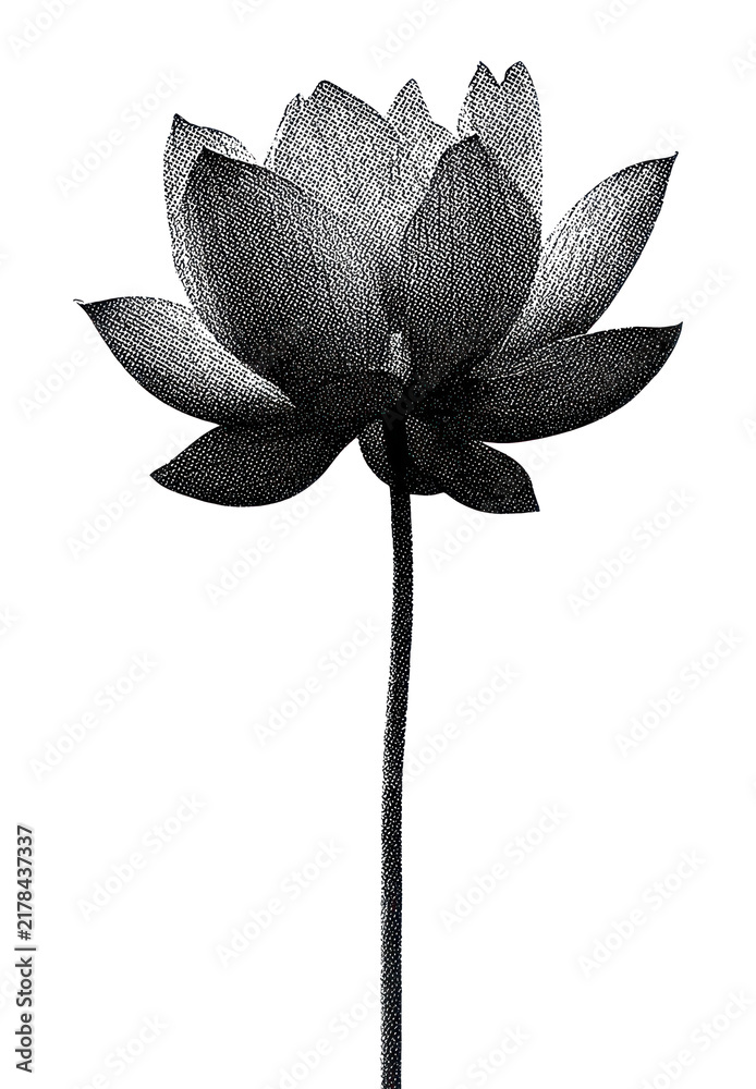 Obraz premium PNG Elegant monochrome lotus flower illustration