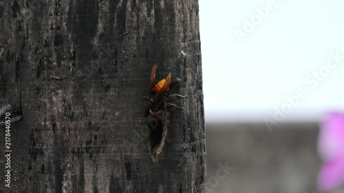 Close Up Shot of Asian Hornet Perched on Old Wooden Surface Near Nest Hole - Wild Insect, Stinging Bug, and Natural Pest Concept