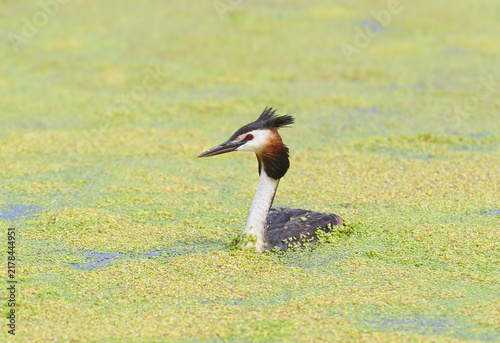 Obraz na płótnie Great Crested Grebe (Podiceps cristatus) swimming in water covered with green duckweed, showing its distinct dark crest and reddish-chestnut neck ruff