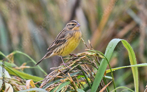 Fotografía Yellow-breasted Bunting on Rice Paddy, Yichang Wetland, China