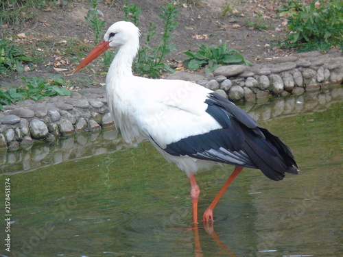 Obraz na plátně white stork (Ciconia ciconia)