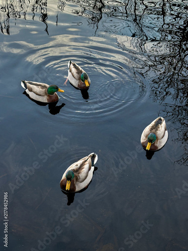 Foto Four male mallard ducks swimming on a calm pond , creating ripples in the water, with reflections of trees and cloudy sky forming an abstract natural background