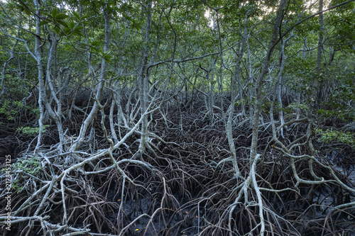 High angle view of intricate root system of a dense mangrove forest at low tide