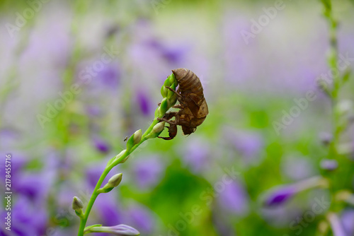 Obraz na plátně Brown cicada shell on green flower stem with purple blossoms