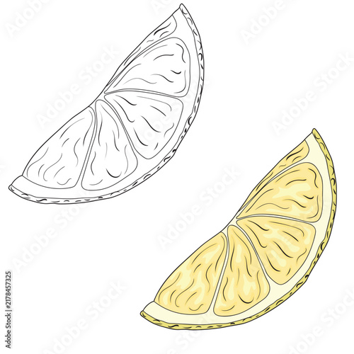 Vector illustration of black line and colorful hand drawn lemon slices isolated on white background. Design for citrus juice, natural and organic products packaging