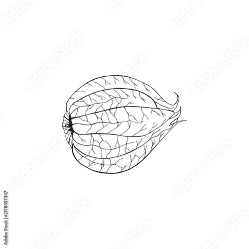 Vector illustration of black line hand drawn physalis isolated on white background