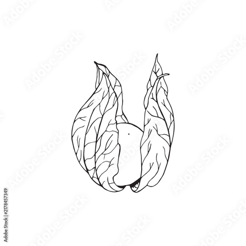 Vector illustration of black line hand drawn physalis isolated on white background