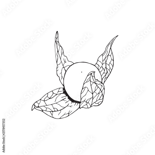 Vector illustration of black line hand drawn physalis berry isolated on white background