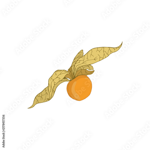 Vector colorful illustration of hand drawn physalis berry isolated on white background