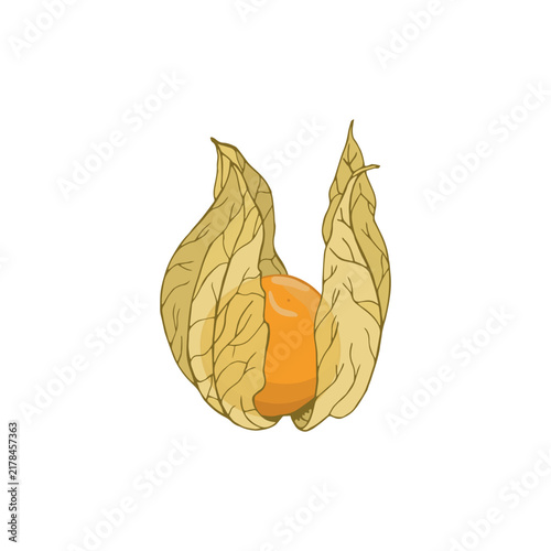 Vector colorful illustration of hand drawn physalis isolated on white background