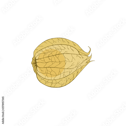 Vector colorful illustration of hand drawn physalis isolated on white background