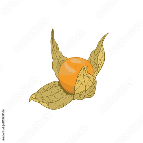 Vector illustration of black line hand drawn physalis berry isolated on white background