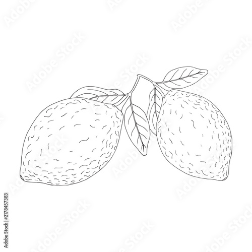 Vector black line illustration of a lemon`s branch isolated on white background