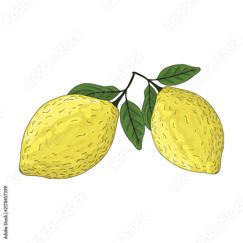 Vector illustration of a lemon`s branch isolated on white background