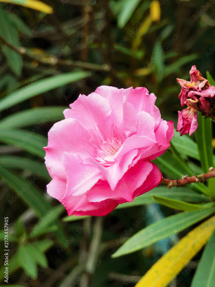 Fototapeta premium Pink Oleander Bloom and Withered Flower in Garden
