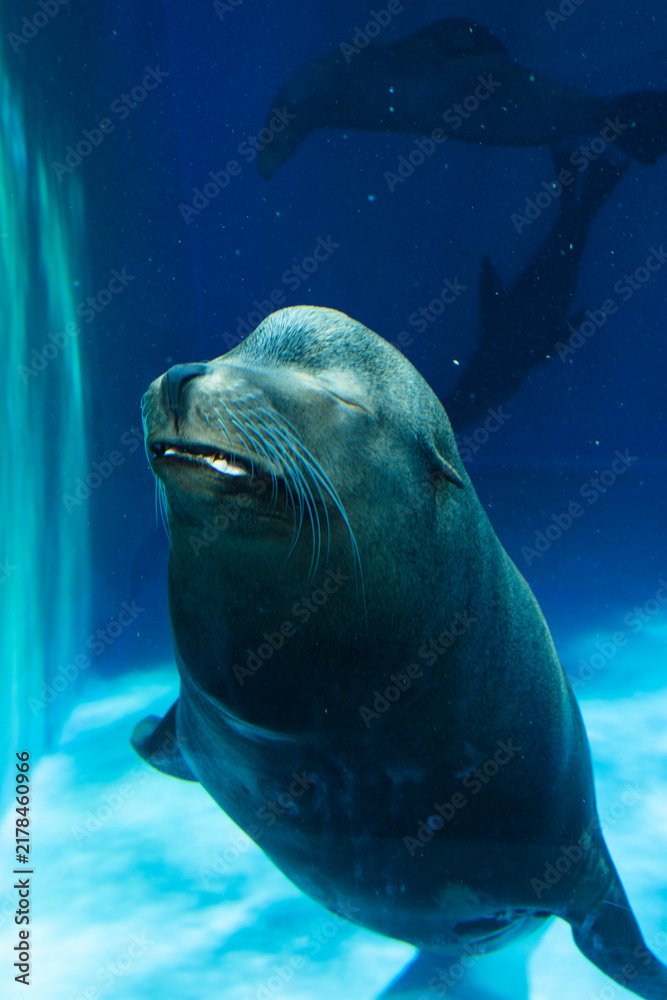 Fototapeta premium Sea Lion Swimming Underwater in a Blue Aquarium