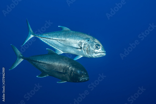 Jack fish swimming near Socorro Island in the Revillagigedo Archipelago