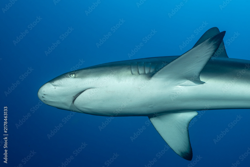 Obraz premium Galapagos shark at cleaning station in Revillagigedo Archipelago