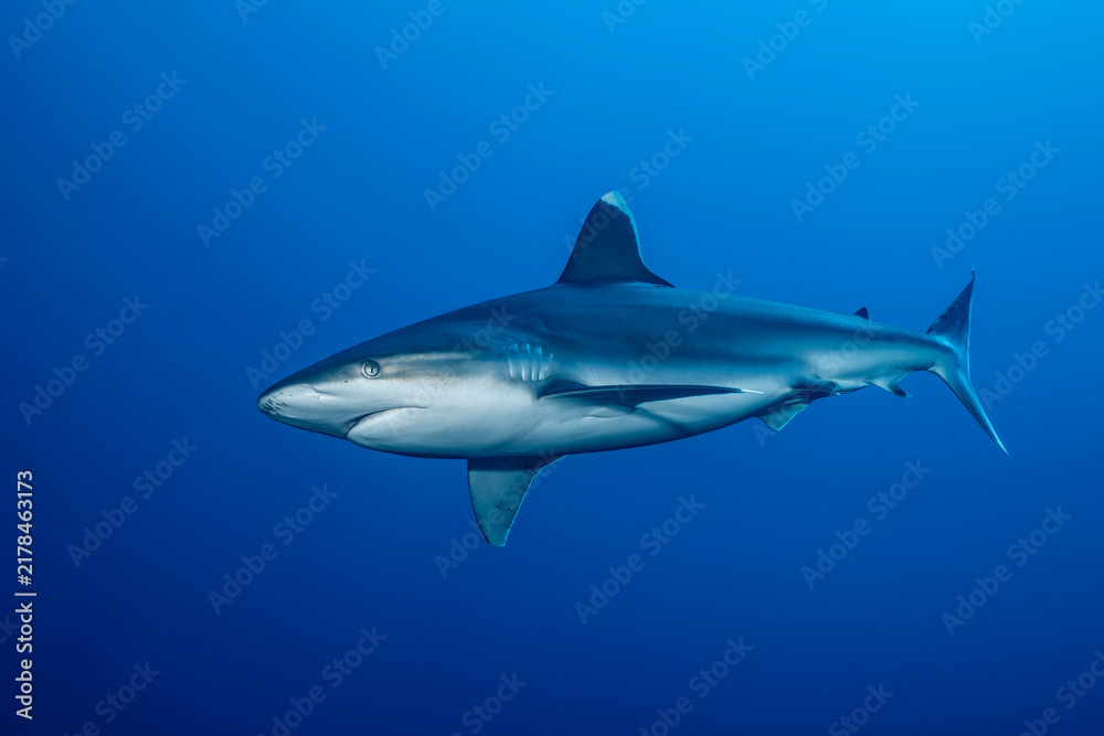 Obraz premium Silvertip shark swimming at cleaning station in Socorro Island