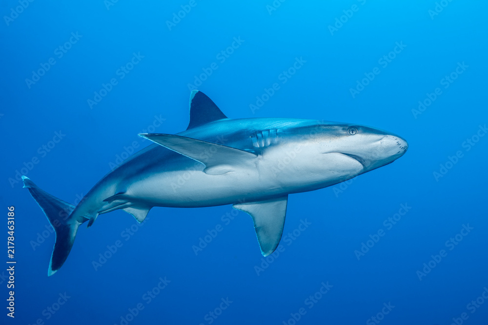 Fototapeta premium Silvertip shark swimming near cleaning station in Mexico