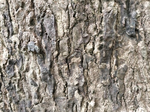 Картината върху платно Deeply grooved old tree bark texture background with dark details for natural wallpaper