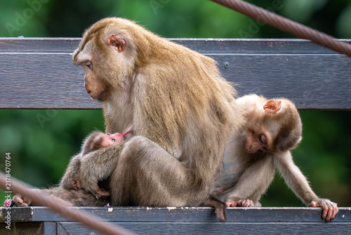 фотографія mother and baby macaque