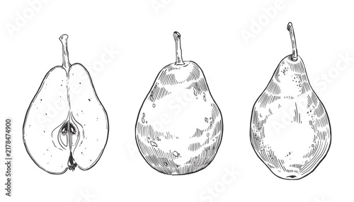 Pears, whole pears, halves of pears, hand-drawn in ink. Vector botanical illustration for recipe book, menu, farmer's market design and organic food concept. Vector illustration