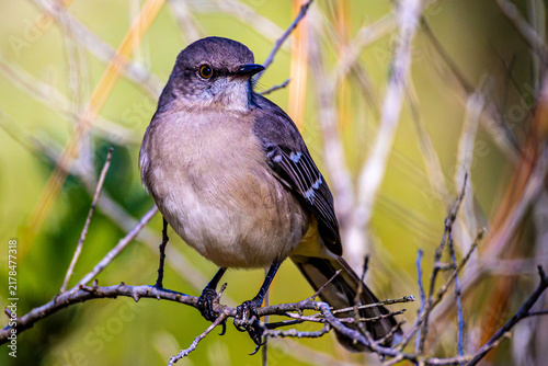 Bild auf Leinwand Northern mockingbird (Mimus polyglottos) direct eye contact portrait on branch,
