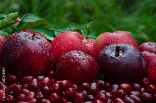 Fresh red apples and ripe cornelian cherries with water drops on green grass background. Autumn fruit harvest concept, wet organic dogwood berries