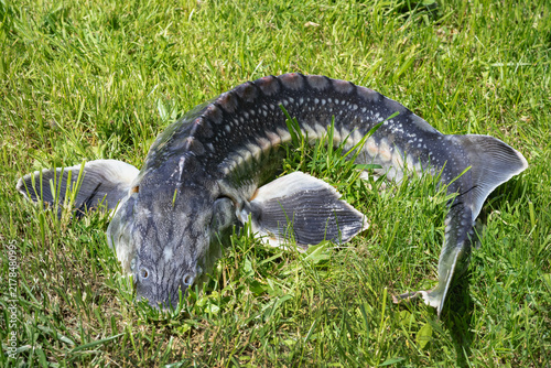 Living sturgeon fish lies on green grass in summer