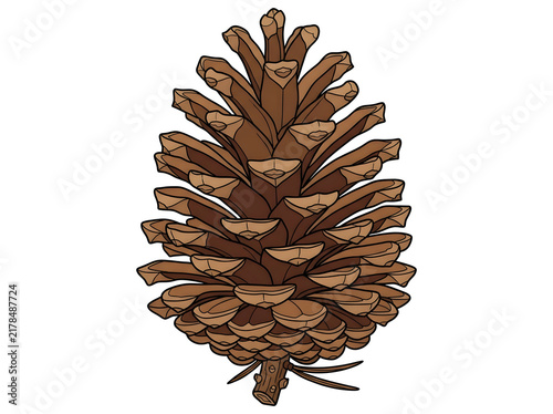 Vector pinecone botanical illustration, detailed brown pine cone icon
