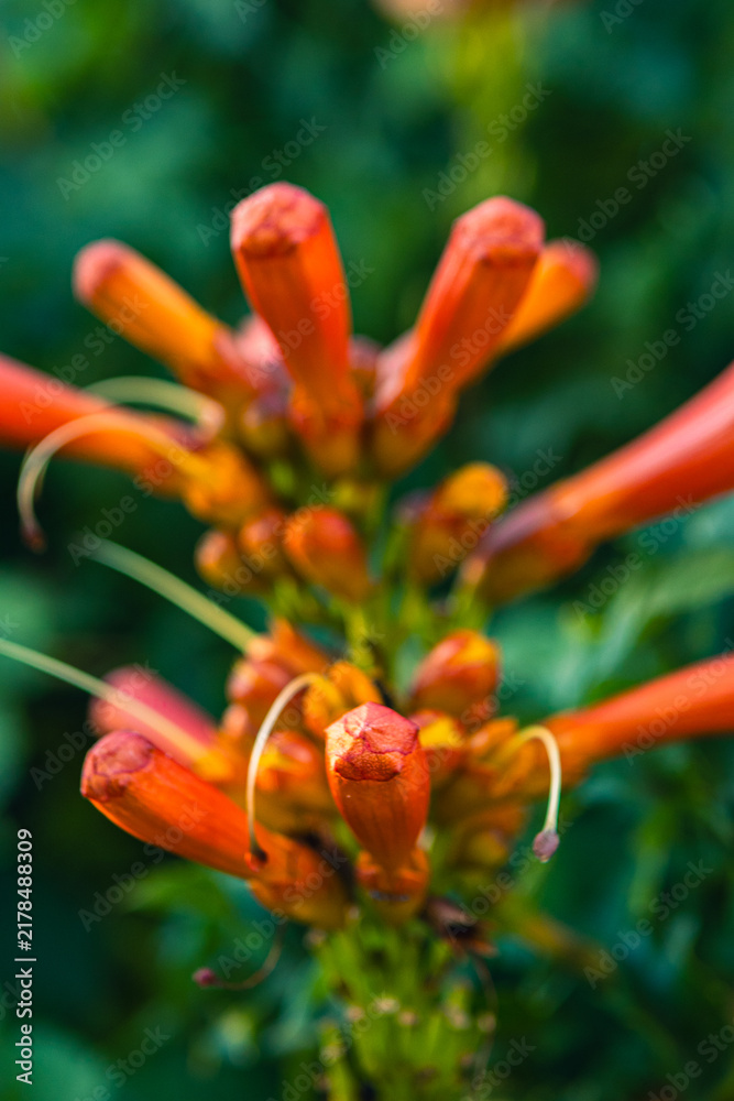 Fototapeta premium Campsis radicans 