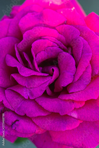 Close-up view of vibrant pink rose petals displaying intricate textures and details, with soft green foliage blurred in the background enhancing the floral composition