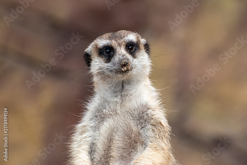 фотографія Meerkat standing upright looking at camera close up