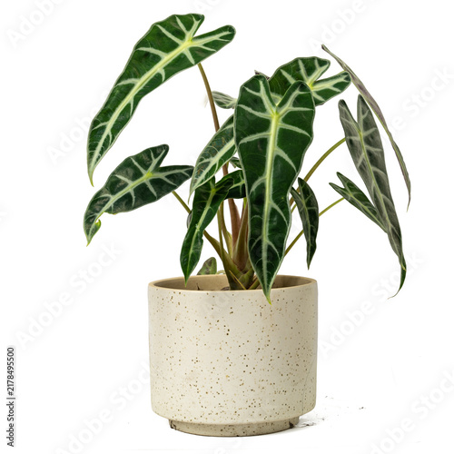 Alocasia Amazonica Plant in Speckled Ceramic Pot