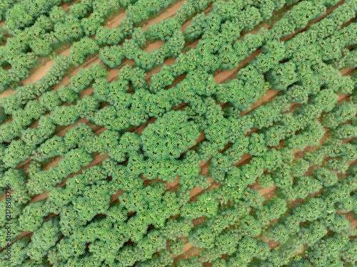 Foto Aerial top view of green cassava plantation on farmland during wet season