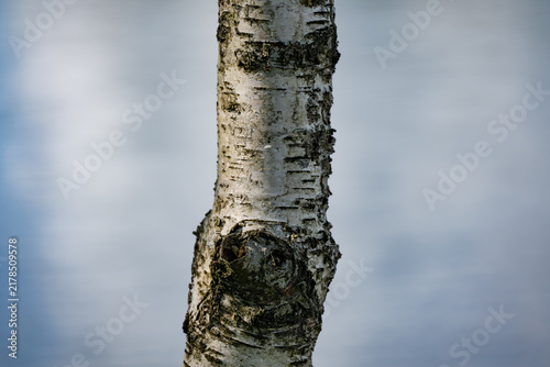 Konstfotografi Close Up Bark Texture of a Silver Birch Tree Trunk