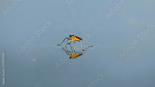 A water strider on calm water, its slender legs creating delicate ripples.