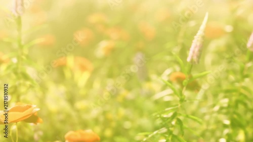 A field is filled with various flowers under bright sunlight. The scene shows colors of orange and purple flowers growing among green leaves. This is a typical spring day.