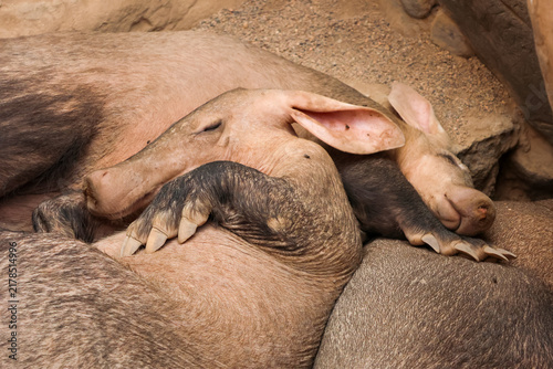 Foto Peaceful Aardvark Duo Resting Together in Natural Habitat