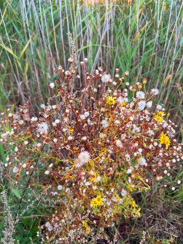 Cuadro en lienzo beautiful summer flowers on the meadow