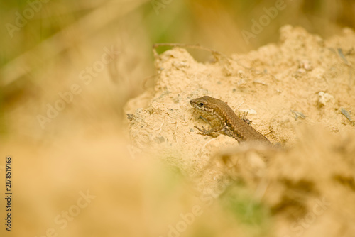 Fotografie Common wall lizard resting on a dry earthen surface, partially concealed among r