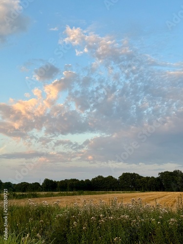 fields in the countryside, rural summer landscape without people